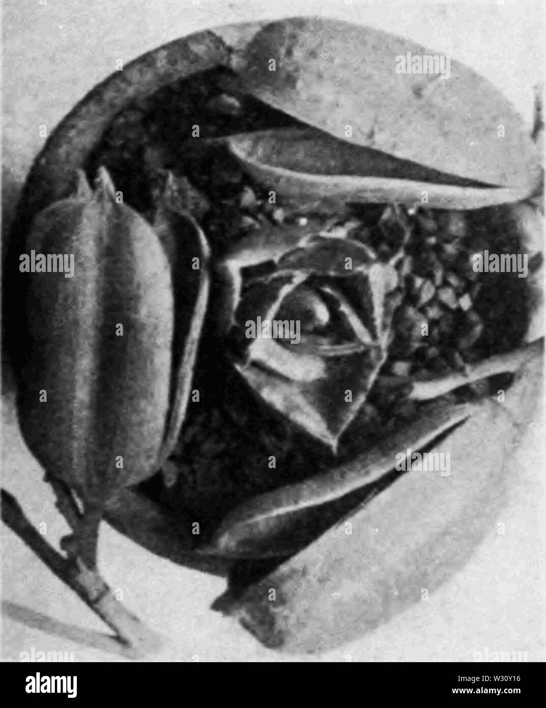 PSM V78 D011 à peine égale un navire de semences Banque D'Images