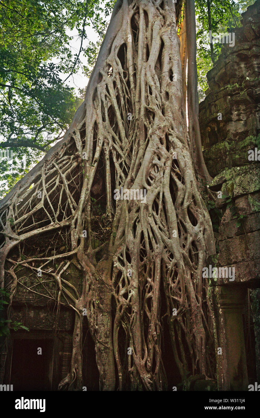 Strangler fig (Ficus gibbosa) envahissant un mur dans l'enceinte centrale, Ta Prohm, Angkor, Siem Reap, Cambodge Banque D'Images