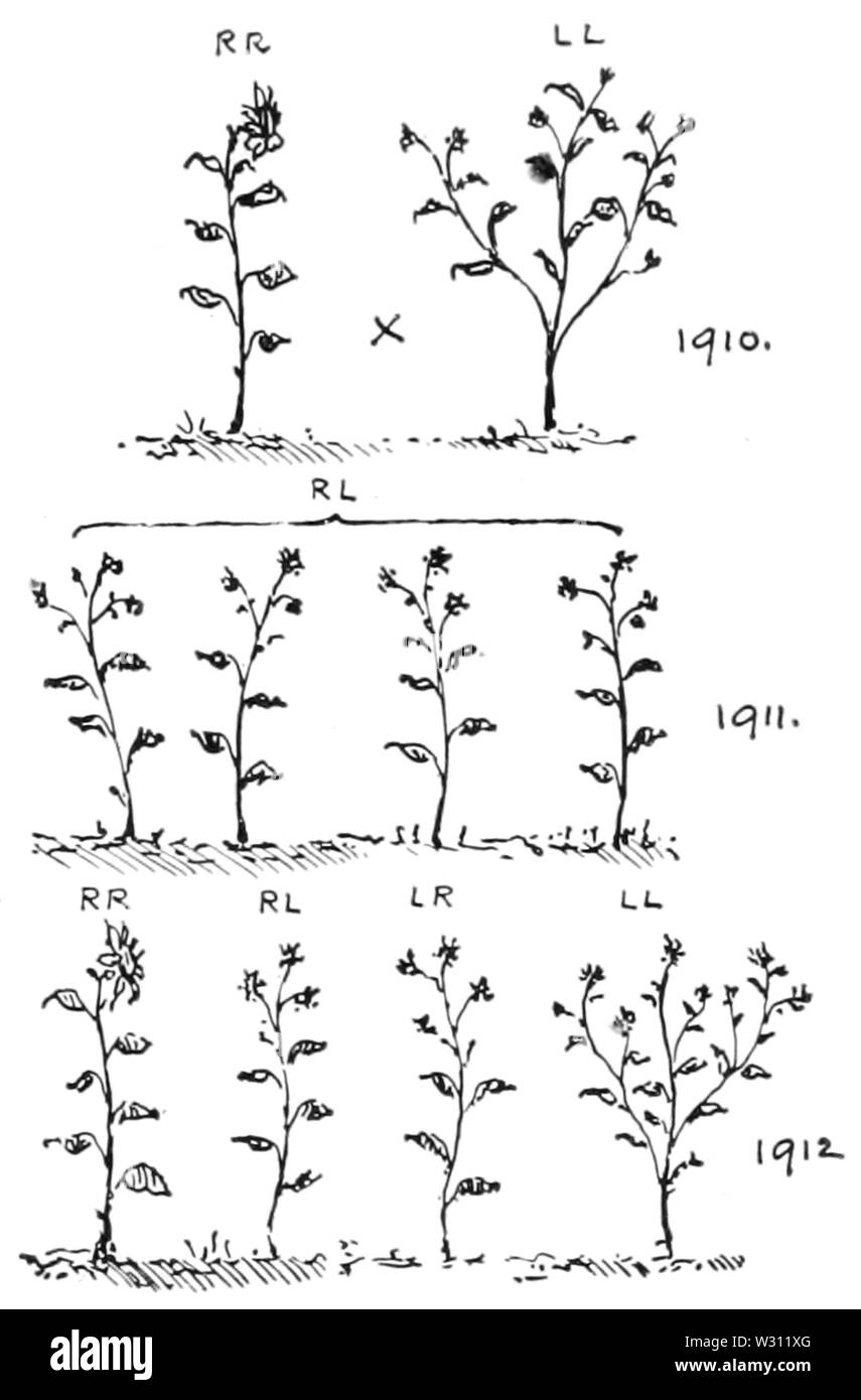 PSM V80 D385 schéma montrant la croix rouge russe et le tournesol Banque D'Images