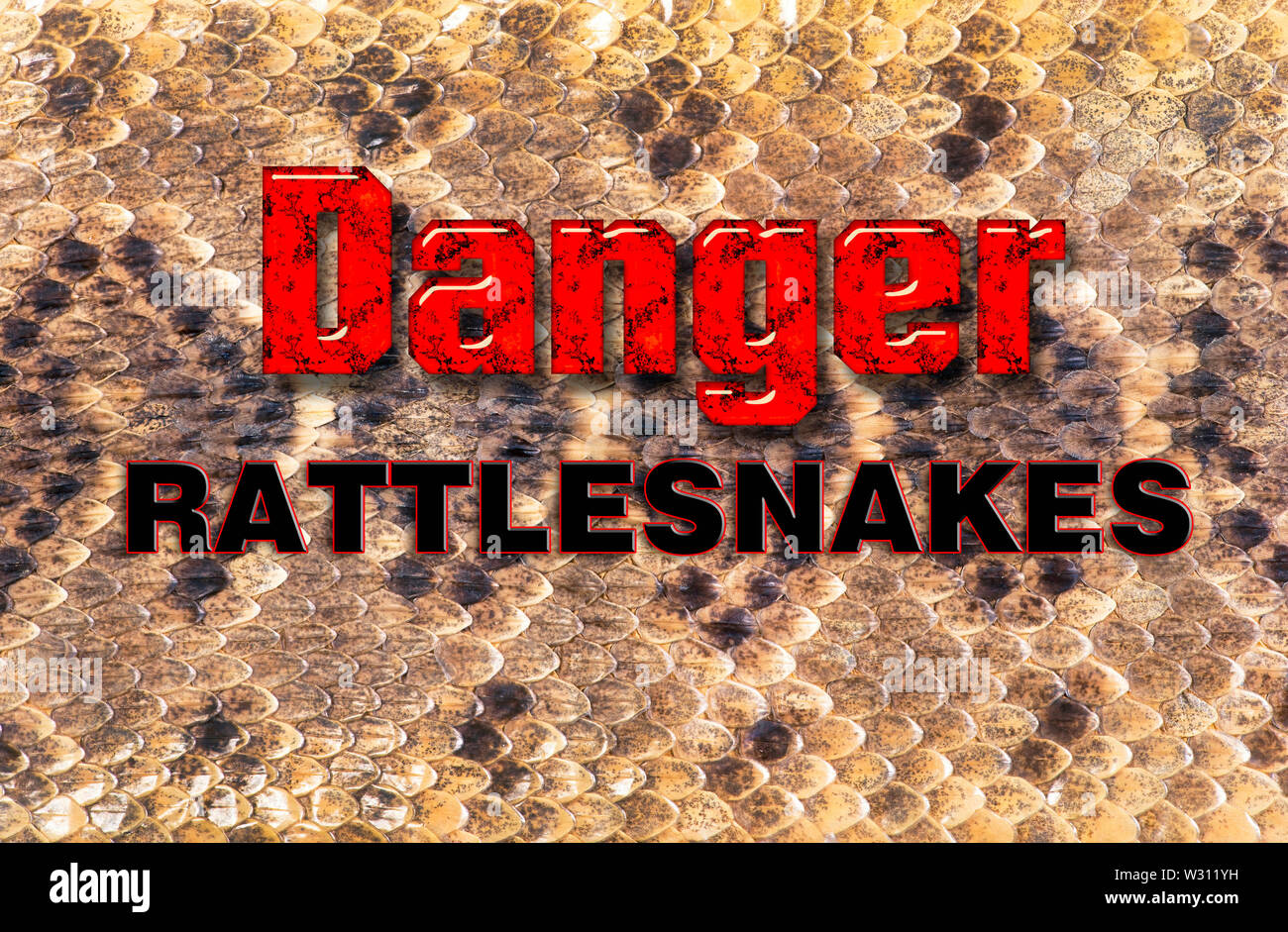 Le Texas rattlesnake crucifères peau fera de grand fond. Banque D'Images