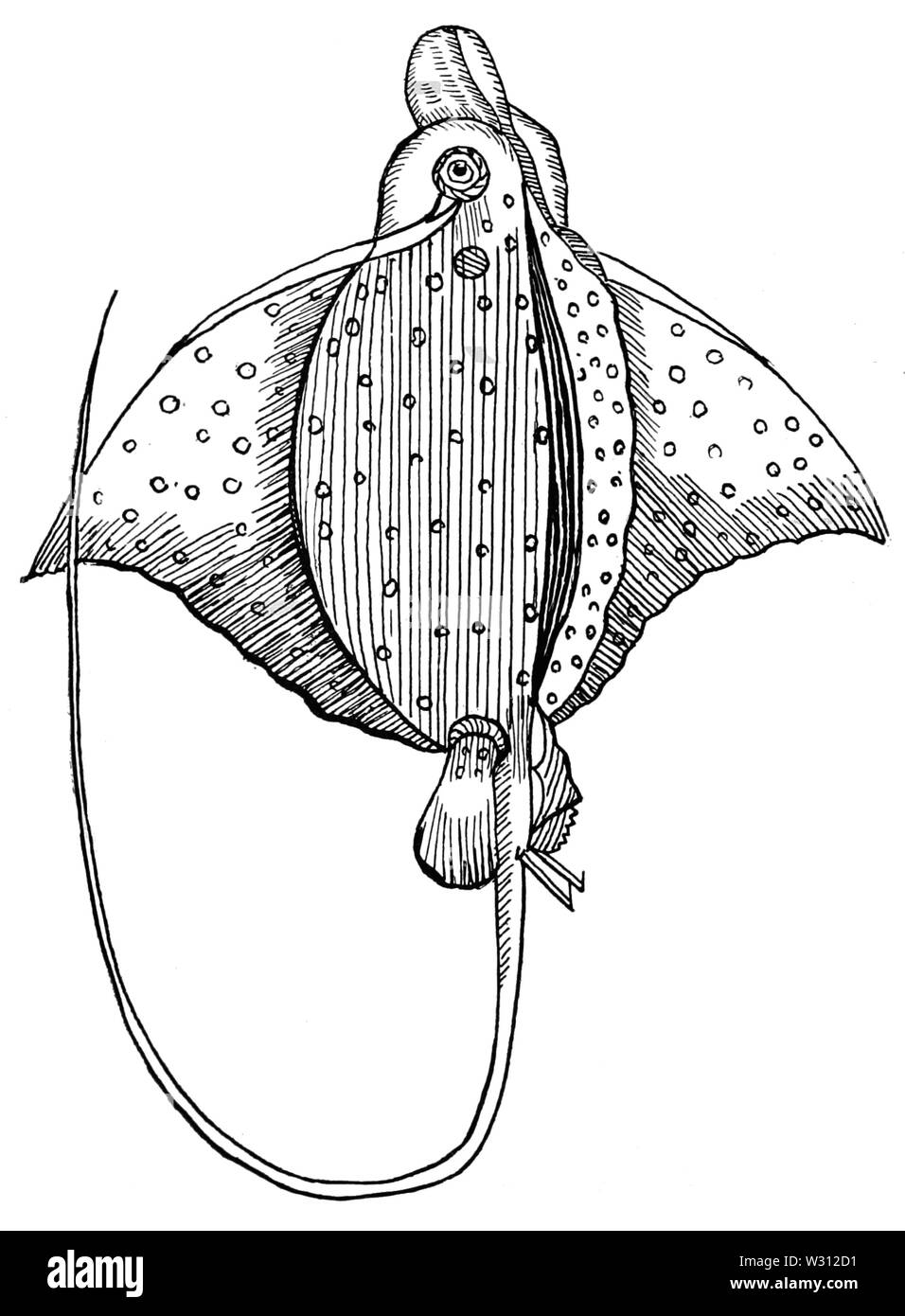 PSM V81 D268 Narinari Spotted Eagle Ray Banque D'Images