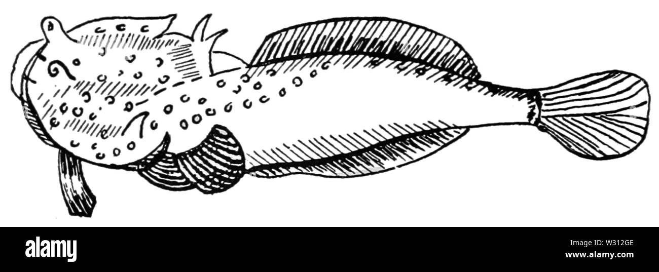 PSM V81 D270 poissons Niqui du brésil Banque D'Images