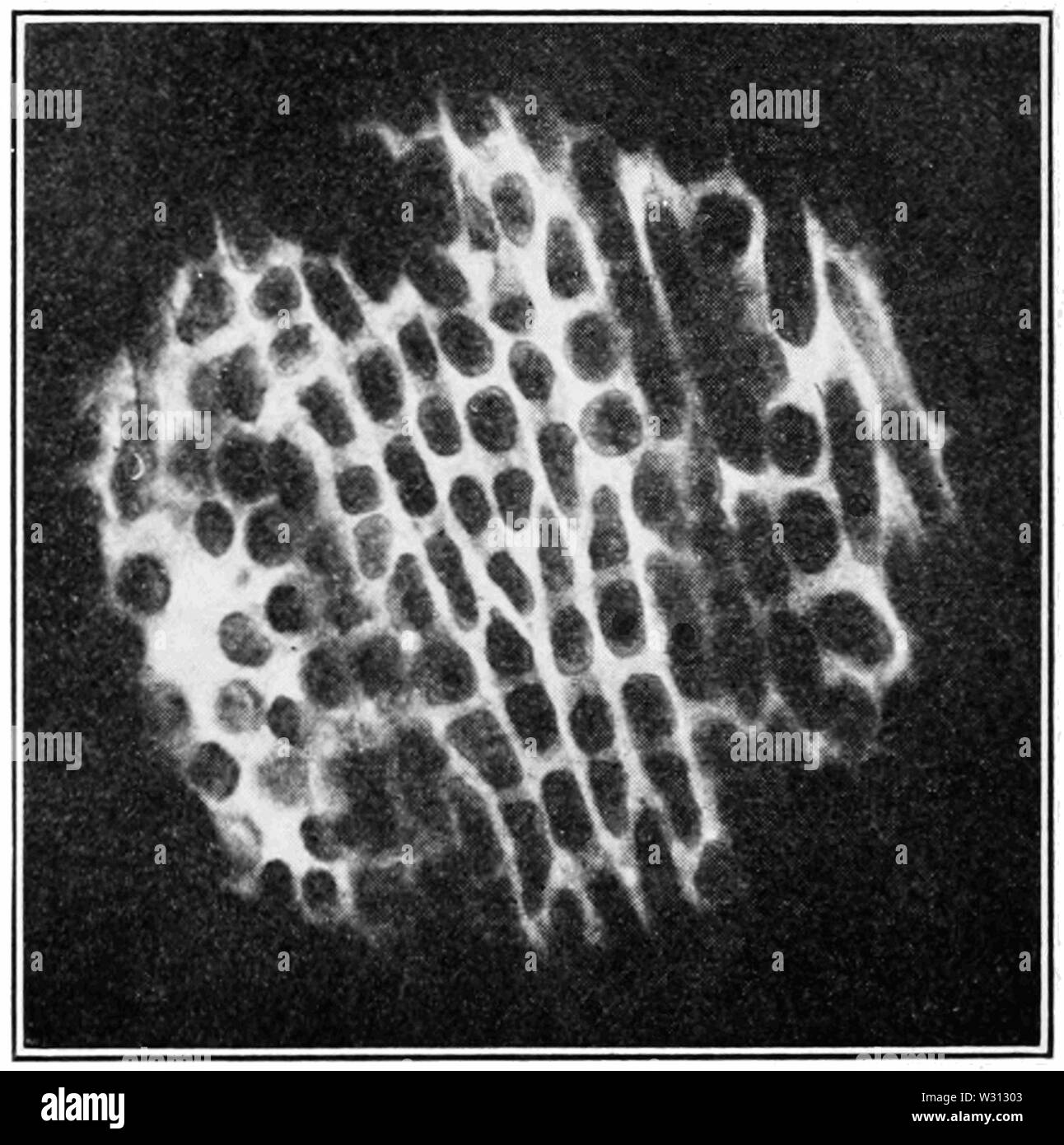 PSM V81 D322 aspect microscopique du tissu de roulement en caoutchouc de guayule Banque D'Images