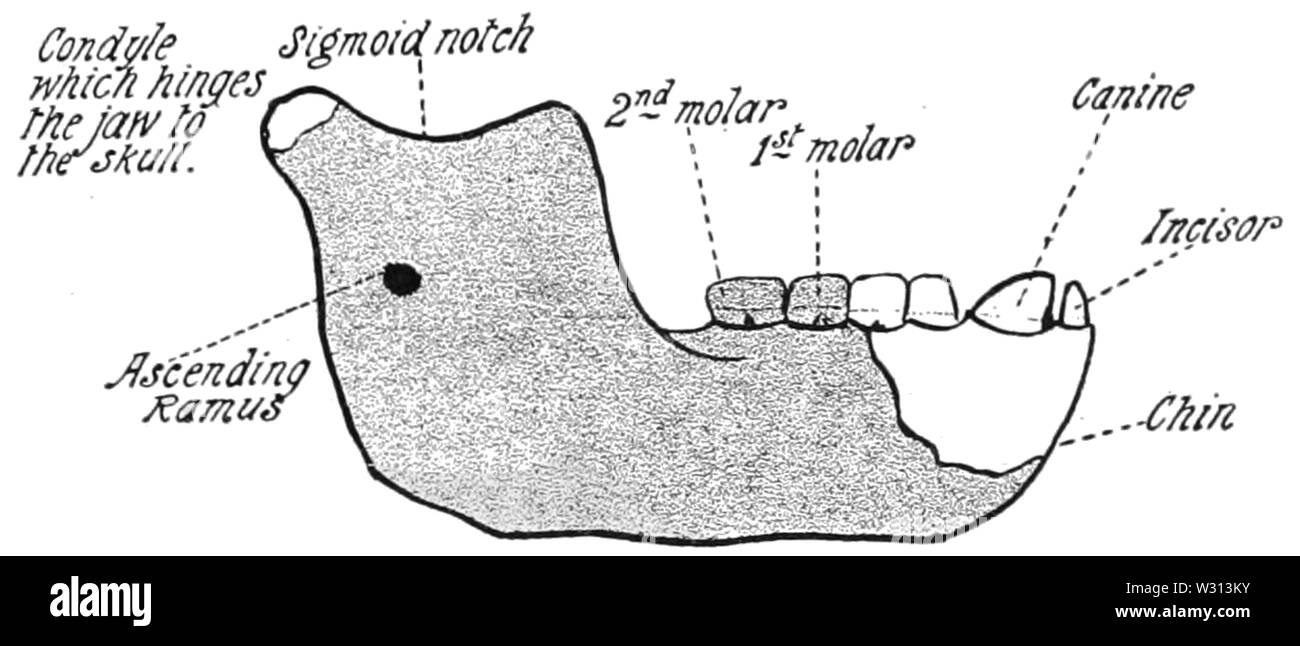 PSM V82 D211 Jaw d'eoanthropus dawsoni Banque D'Images
