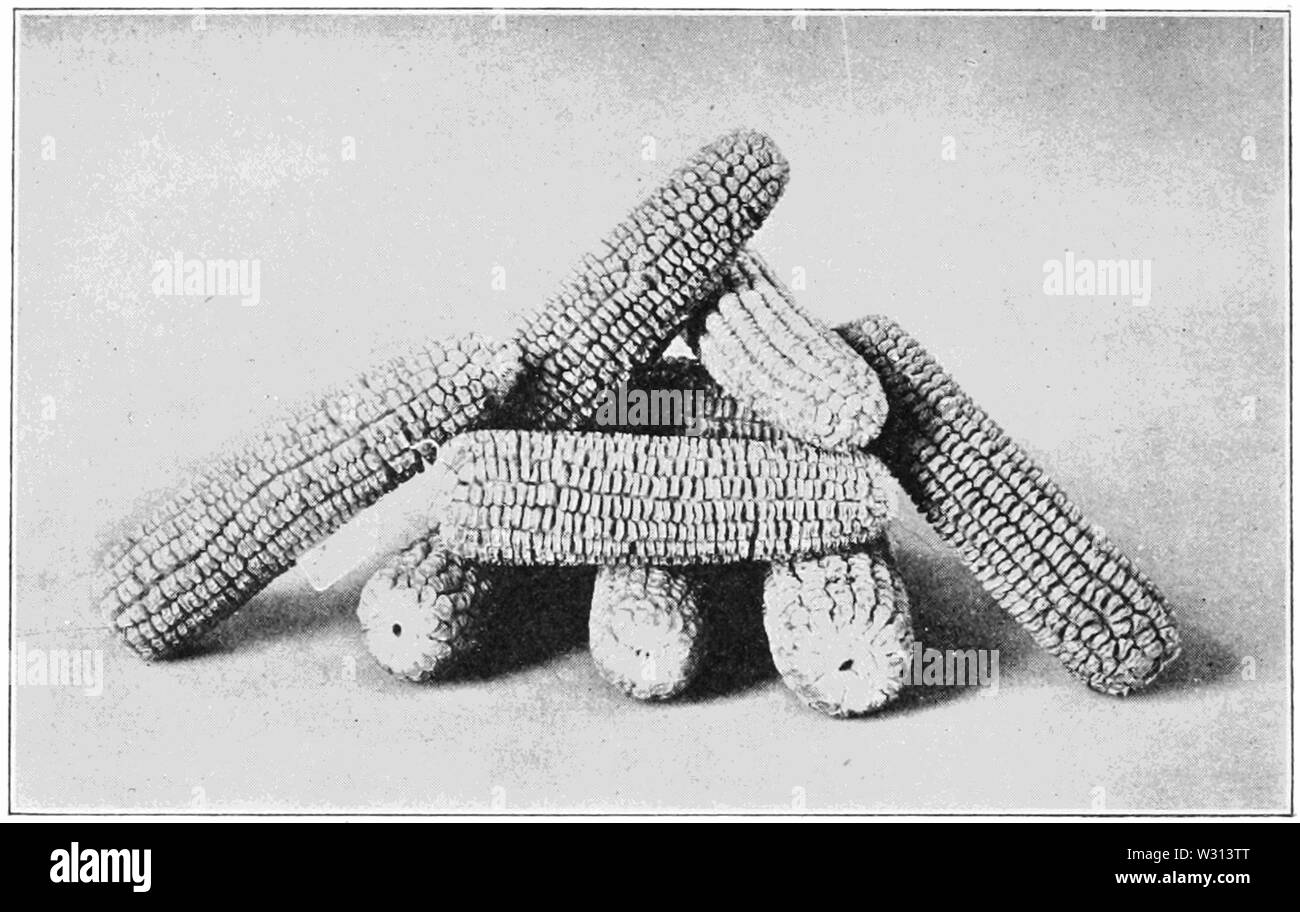 PSM V82 D234 gagnante du prix du maïs sucré Banque D'Images