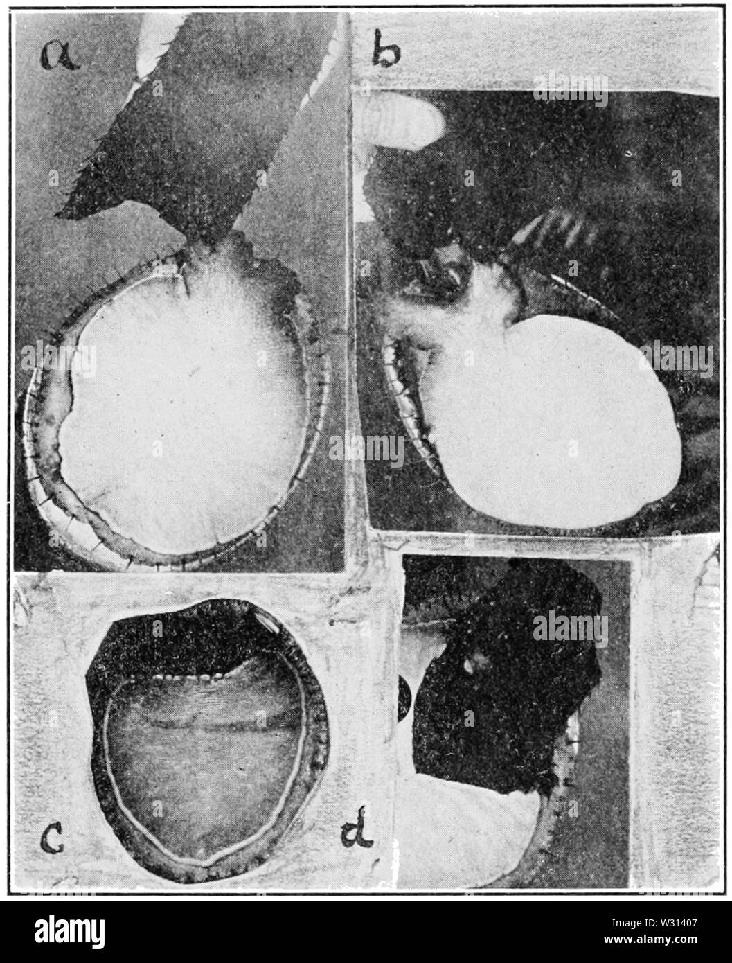 PSM V82 D541 l'alimentation à la main avec du varech ormeaux Banque D'Images
