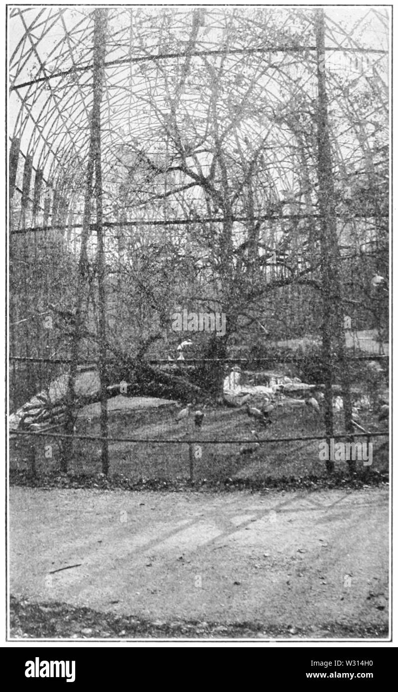 PSM V83 D440 Flying cage pour oiseaux de grande taille Banque D'Images