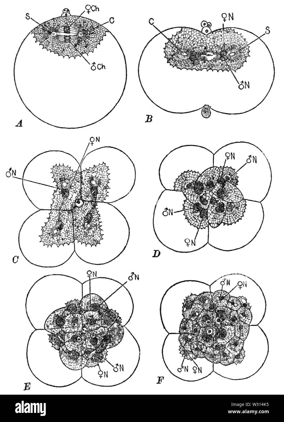 PSM V85 D120 étapes successives dans le clivage de l'œuf de mollusques Banque D'Images
