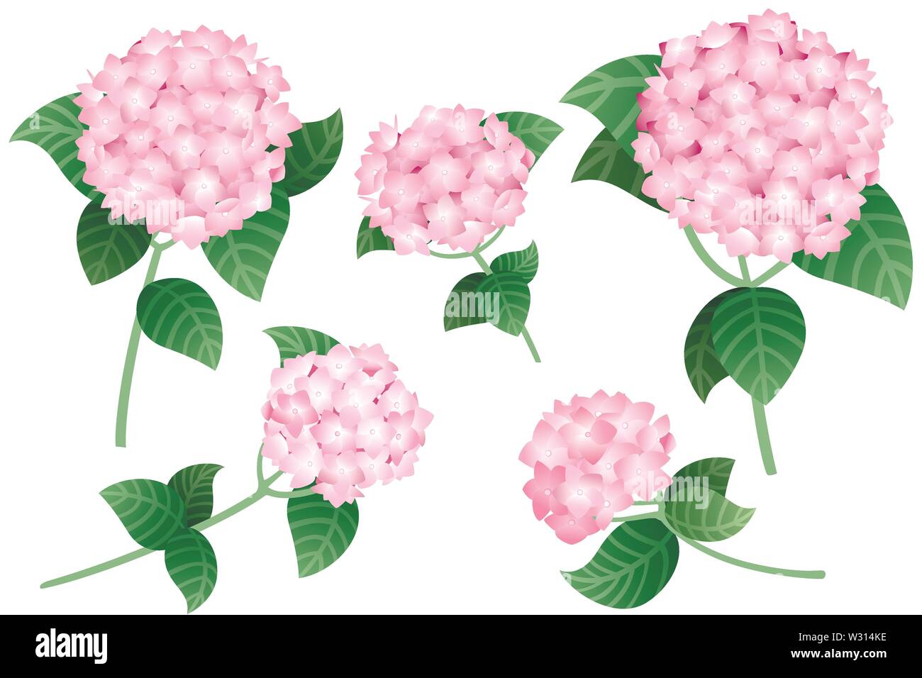 Ensemble d'hortensia rose fleurs avec tiges et feuilles vert télévision vector illustration isolé sur fond blanc. Illustration de Vecteur