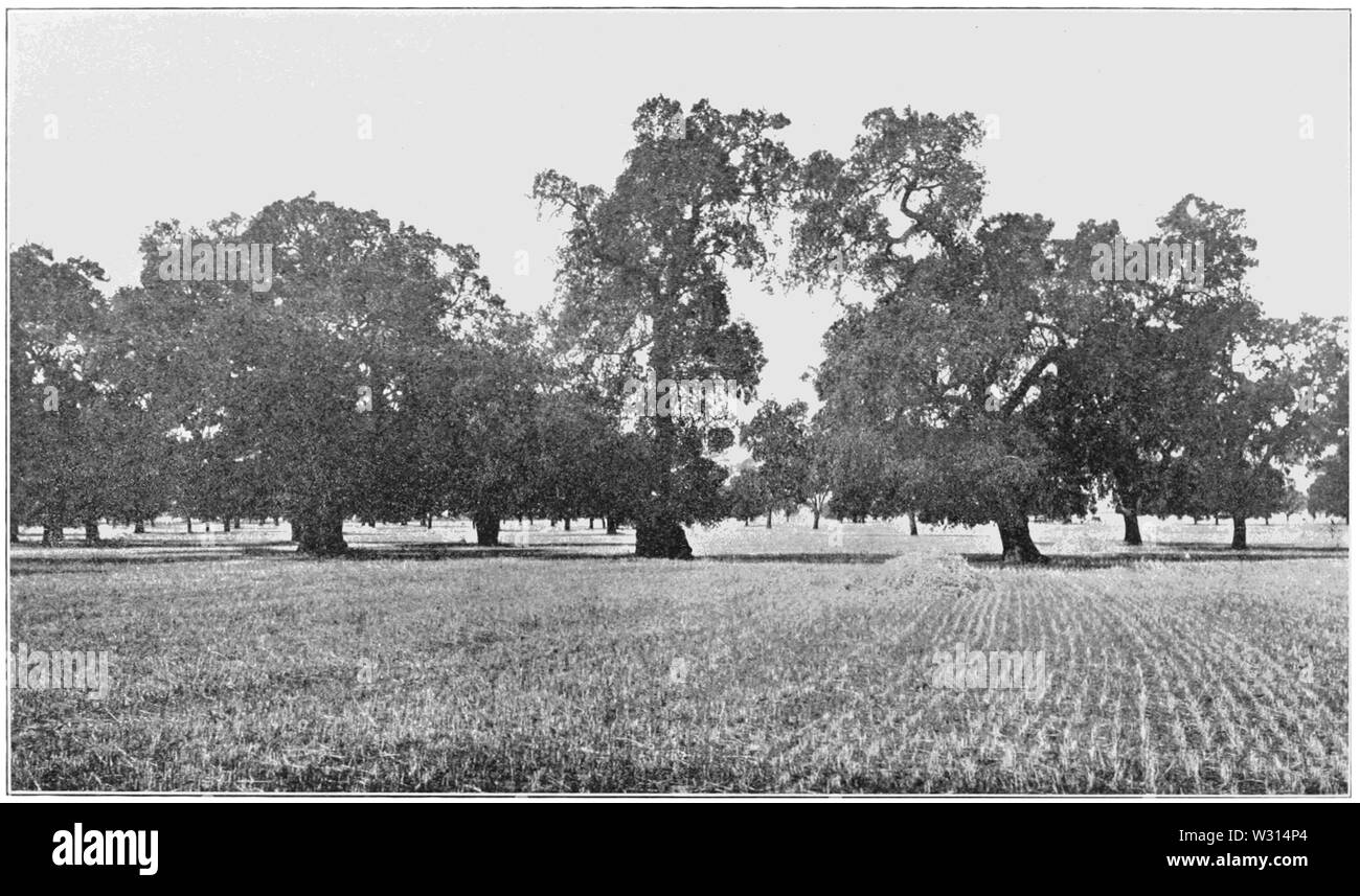 PSM V85 D422 La culture dans une forêt naturelle à Salinas valley californie centrale Banque D'Images
