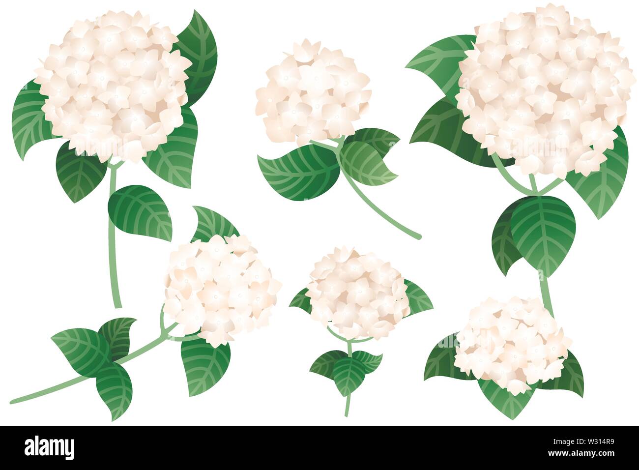 Ensemble d'hortensia blanc fleurs avec tiges et feuilles vert télévision vector illustration isolé sur fond blanc. Illustration de Vecteur