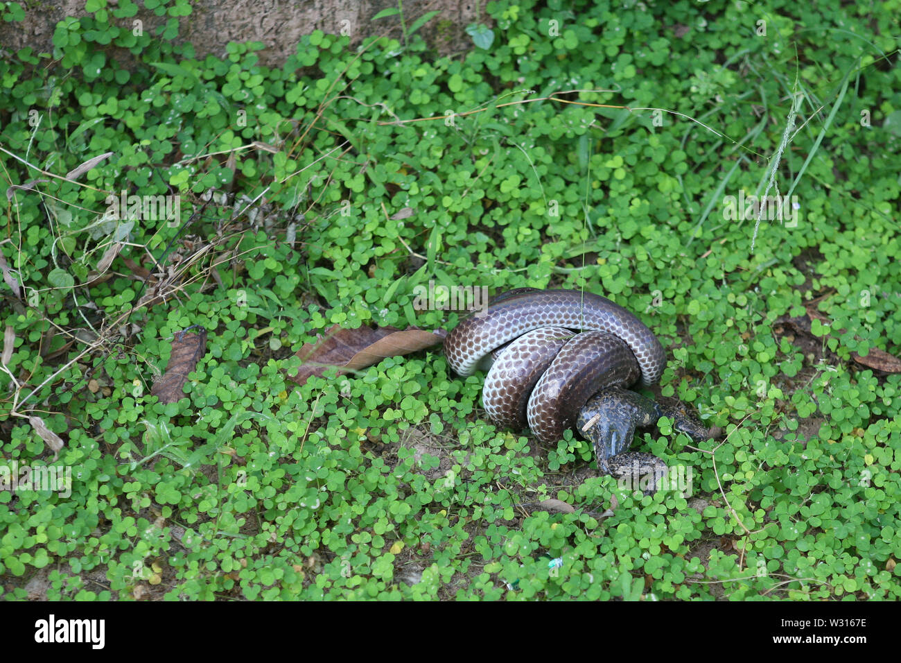 Nature rouge est tombé : ptyas korros (serpent rat indochinois) tuer une grenouille, Ta Prohm, Angkor, Siem Reap, Cambodge Banque D'Images