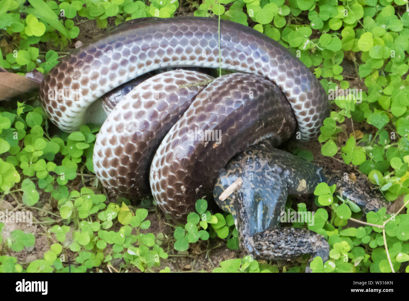 Nature rouge est tombé : ptyas korros (serpent rat indochinois) tuer une grenouille, Ta Prohm, Angkor, Siem Reap, Cambodge Banque D'Images