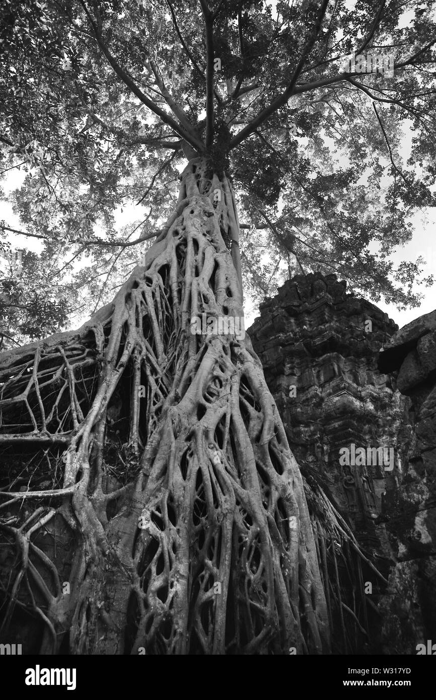 Strangler fig (Ficus gibbosa) envahissant un mur dans le sanctuaire intérieur, Ta Prohm, Angkor, Siem Reap, Cambodge. Version noir et blanc Banque D'Images