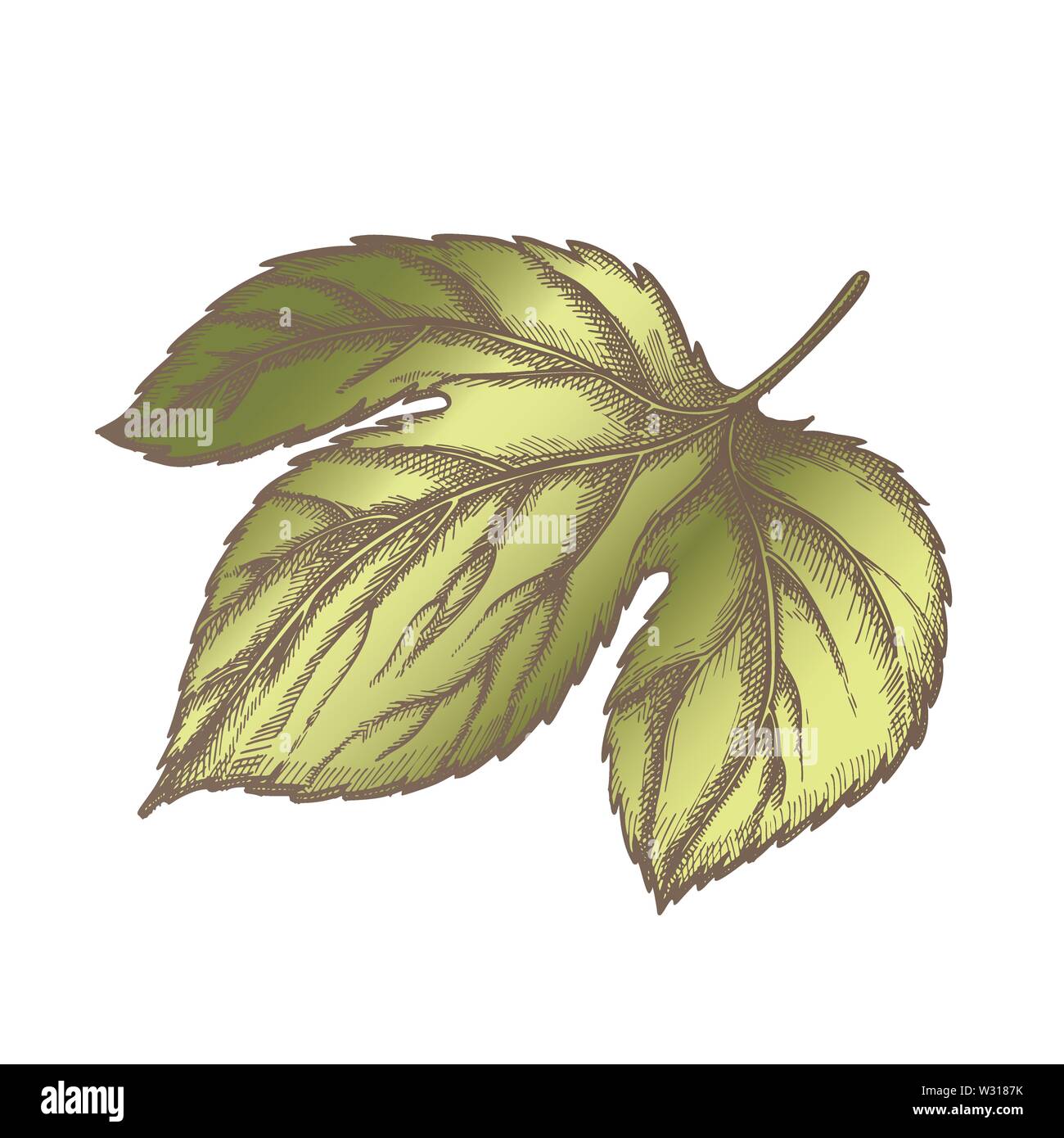 À la base des feuilles couleur Hop palmées trois lobes Vector Illustration de Vecteur