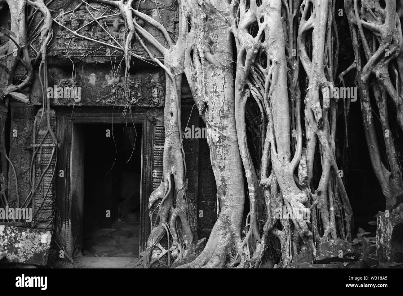 Racines d'un figuier (Ficus étrangleur gibbosa) entourent la porte à un culte, Ta Prohm, Angkor, Siem Reap, Cambodge. Version noir et blanc Banque D'Images