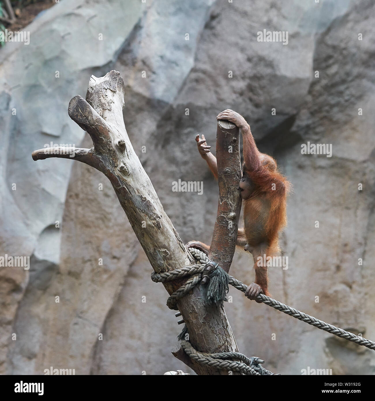 Les jeunes orang-outan sur un tronc d'arbre Banque D'Images