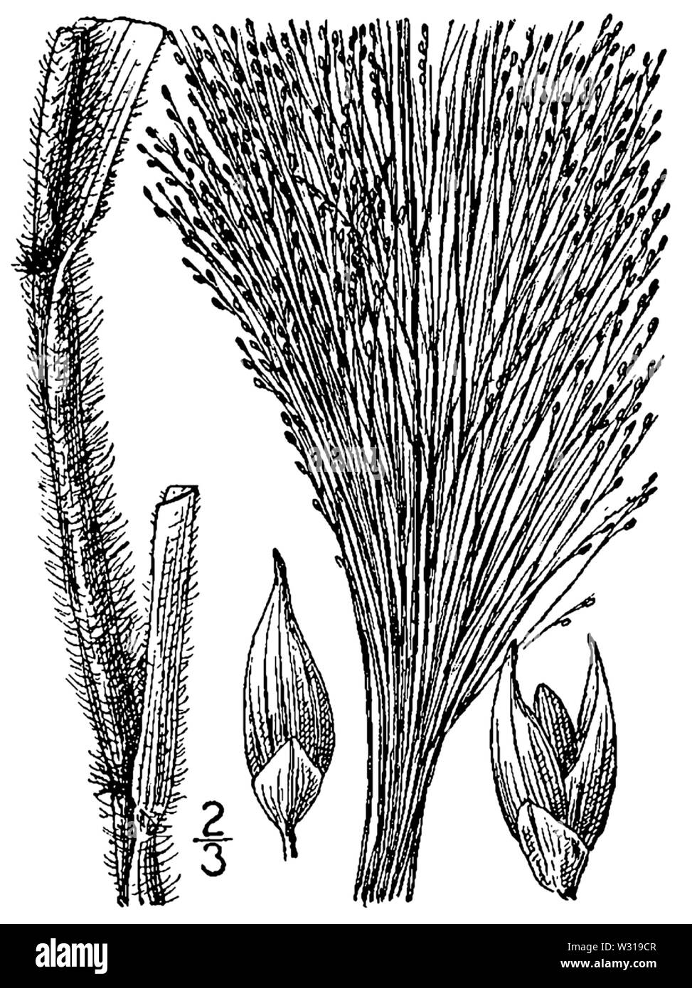 Panicum capillare BB-1913 Banque D'Images