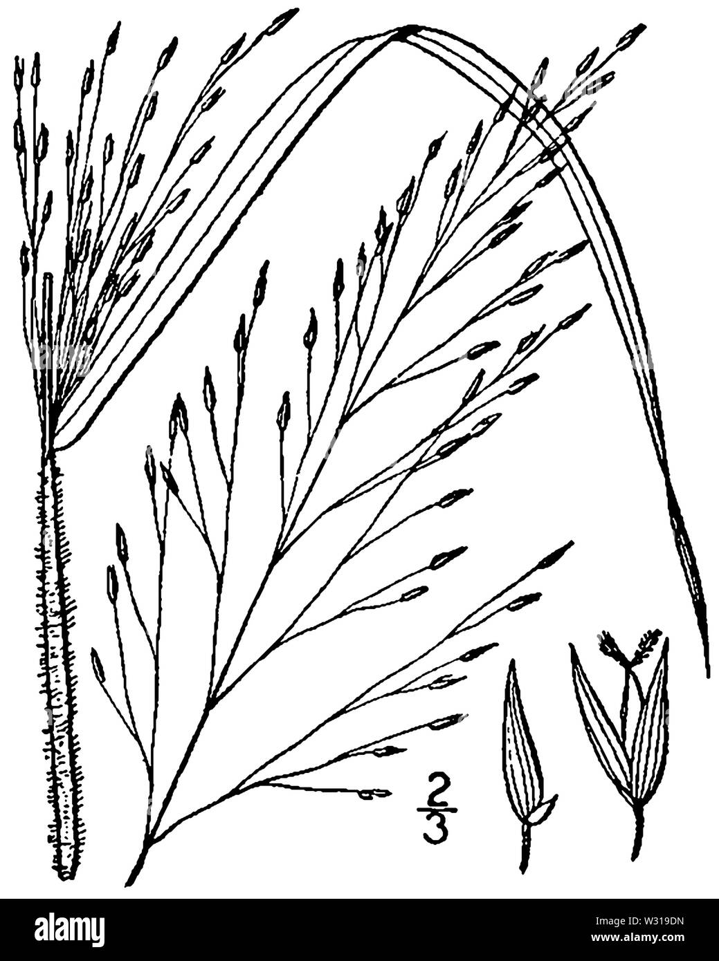 Panicum flexile BB-1913 Banque D'Images