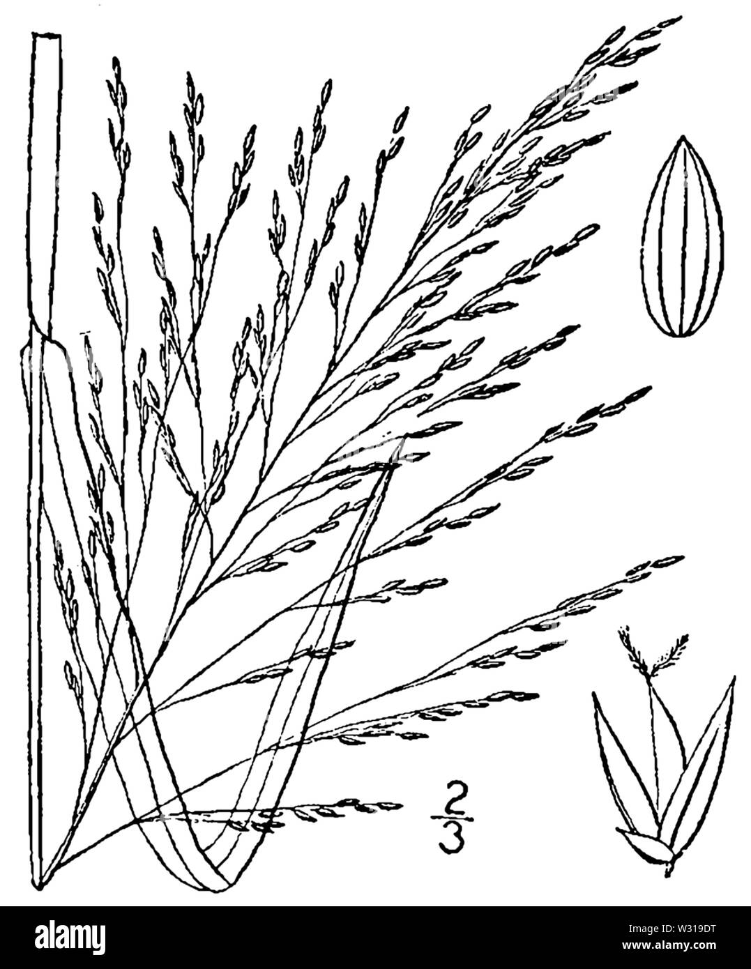 Panicum dichotomiflorum BB-1913 Banque D'Images