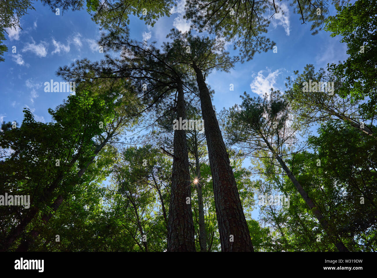 Le sentier historique Occoneechee Speedway à Hillsborough, en Caroline du Nord est le seul chemin de la première saison de NASCAR 1949. Banque D'Images