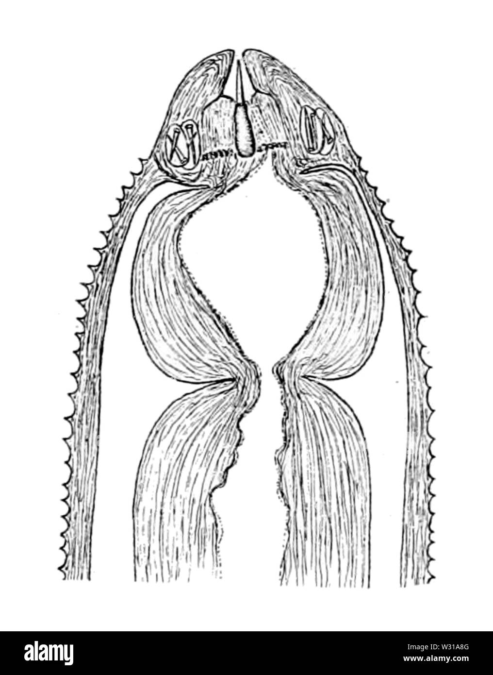 Paranemertes carnea stylet appareil (à partir de l'Europe, 1901) Banque D'Images