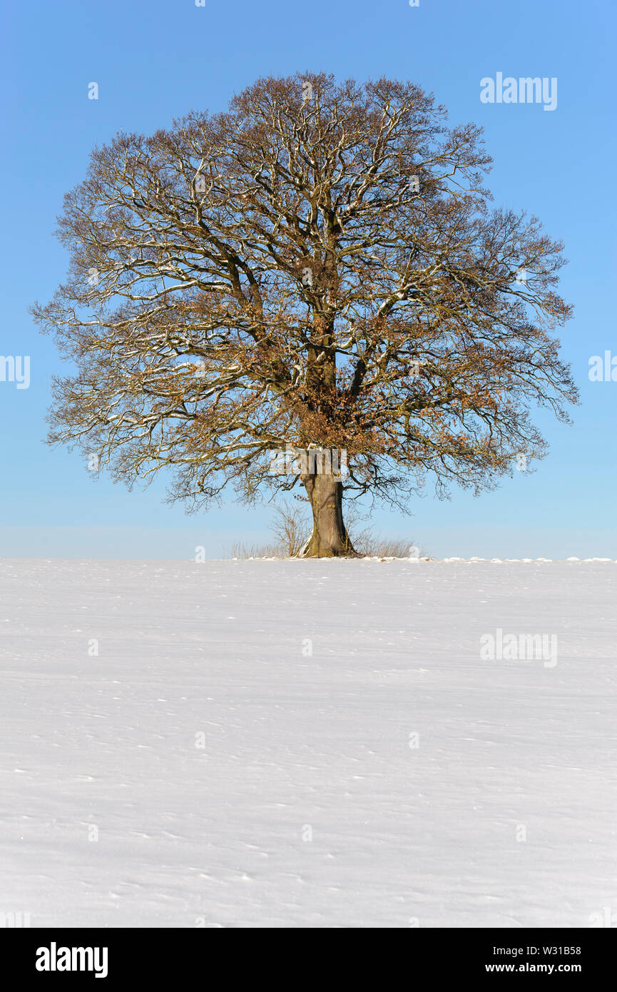 Seul gros arbre de chêne en hiver Banque D'Images