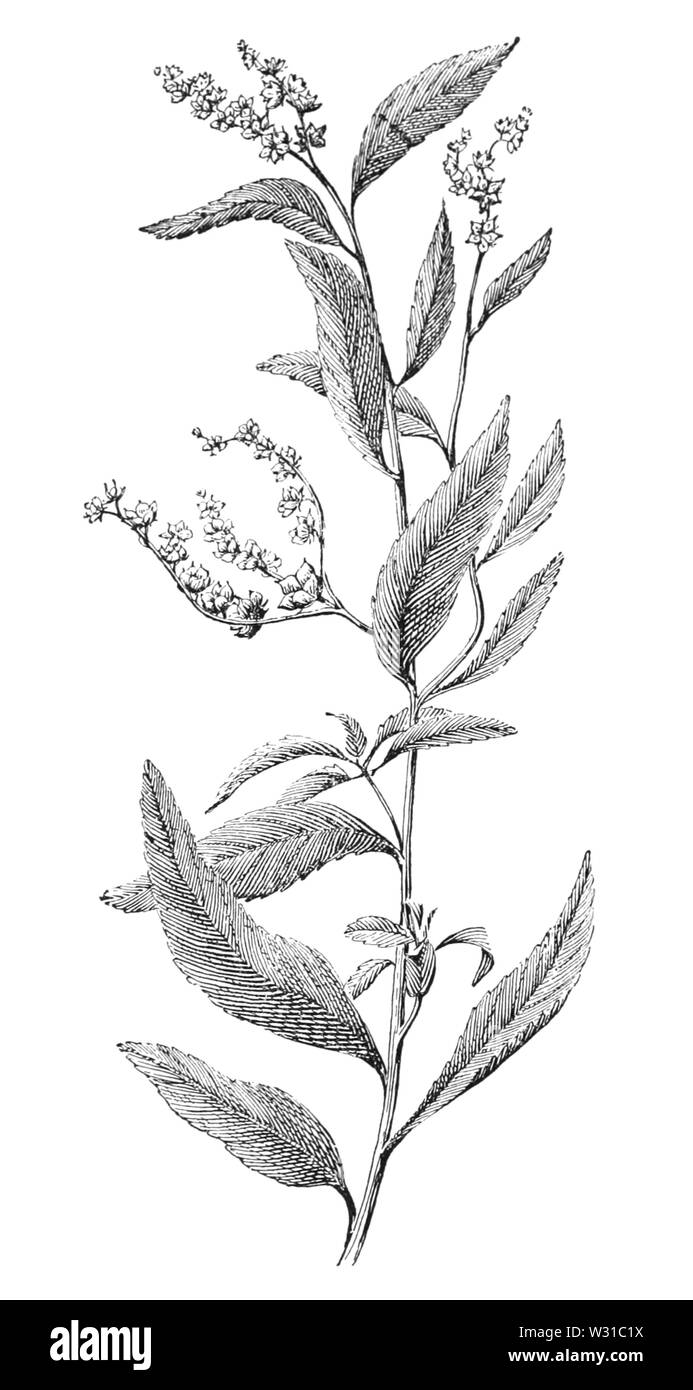 Penthorum sedoides, Creevey-032 Banque D'Images