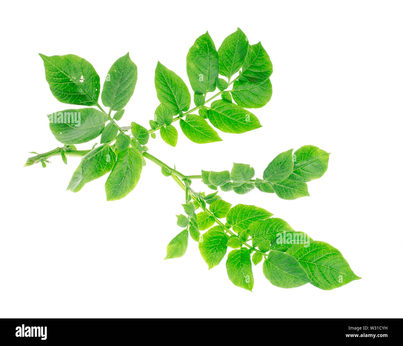 Vitre de pommes avec des feuilles vertes Banque D'Images