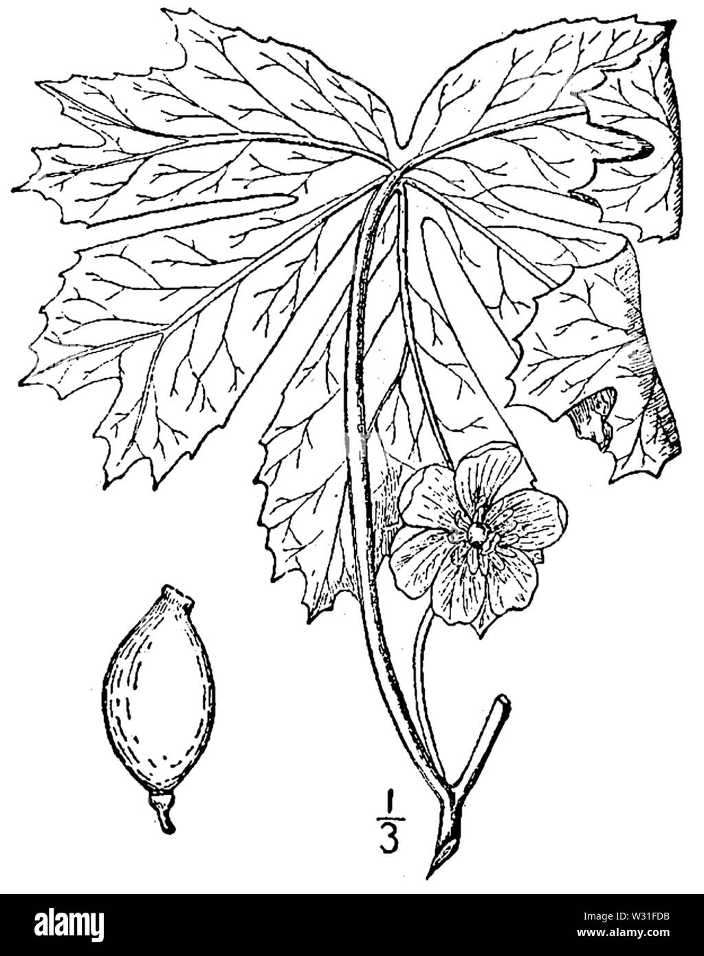 Illustration botanique de Podophyllum peltatum à partir de 1913. Banque D'Images