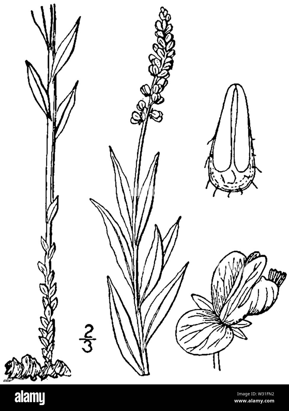 Polygala senega dimensions Banque D'Images