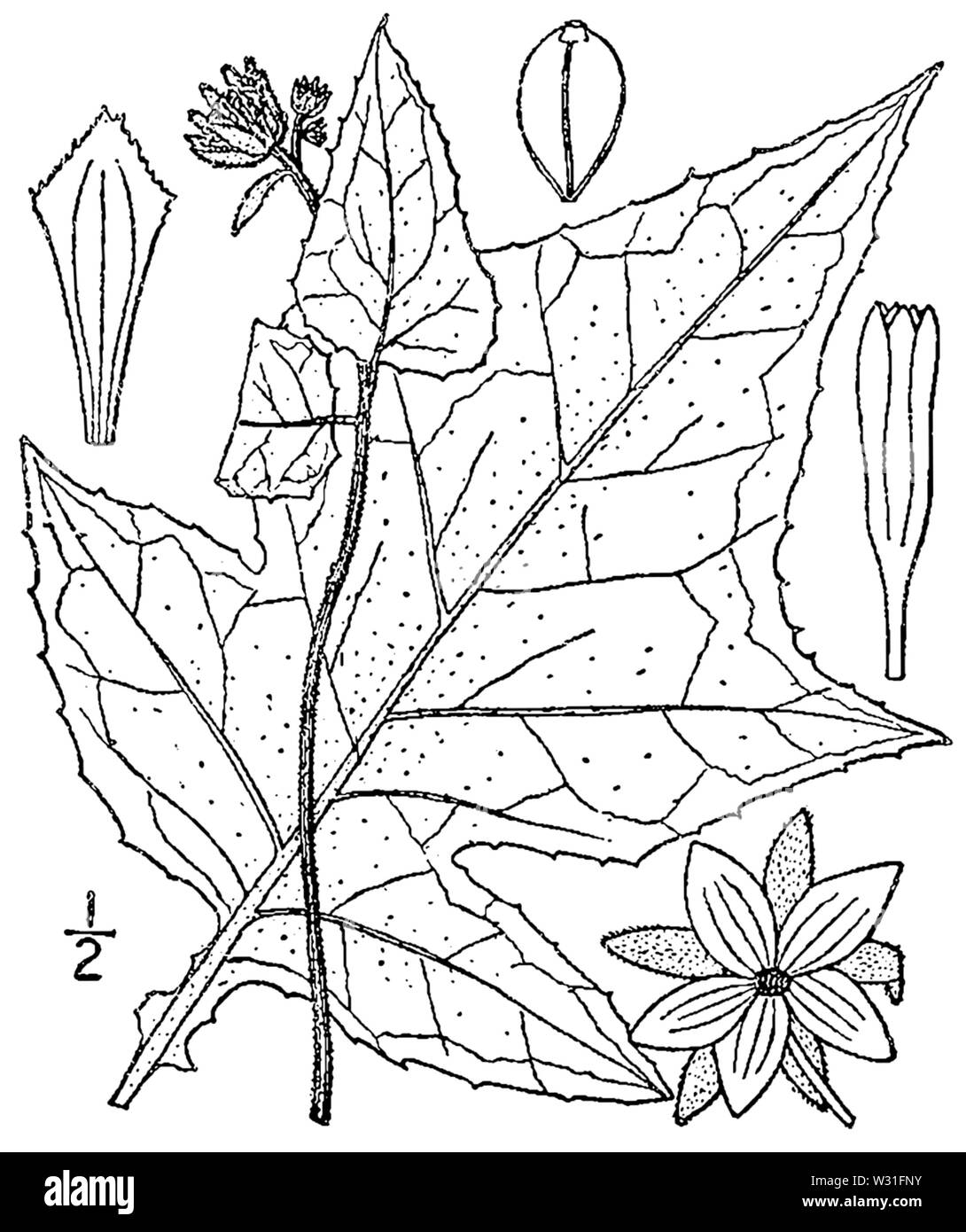 Polymnia canadensis BB-1913 Banque D'Images