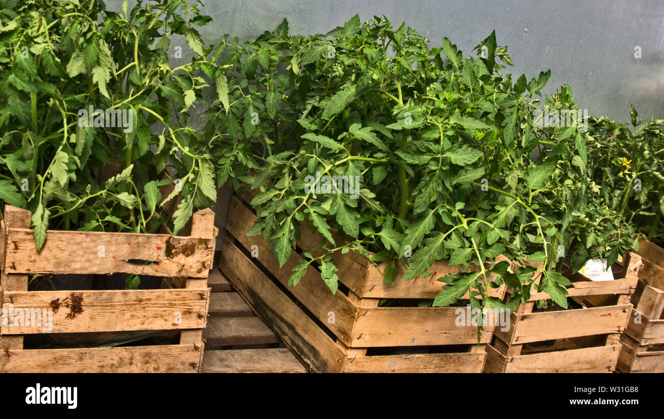 Les jeunes plants de tomates sur le marché et attendre que les clients et les ventes. Banque D'Images