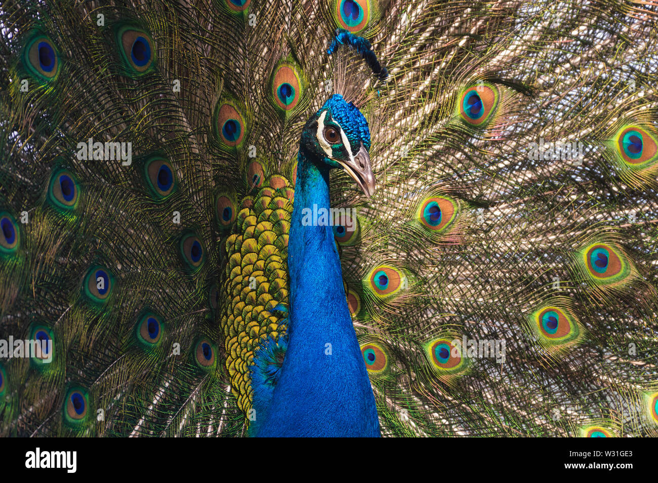 Image d'une splendide paon indien (Pavo cristatus) étendent ses plumes de la queue. Banque D'Images
