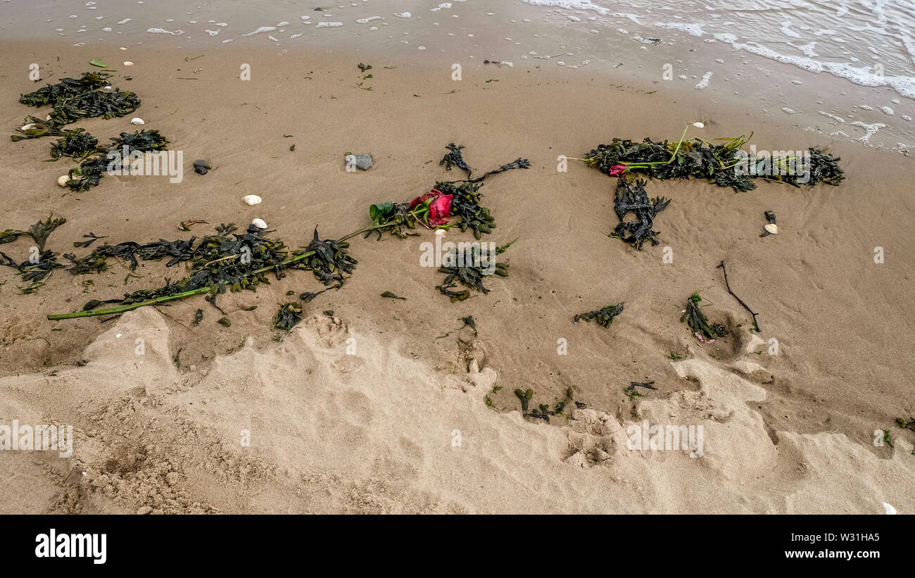 Jetés sur l'eau de roses de la plage qui avait dérivé vers le rivage. Banque D'Images