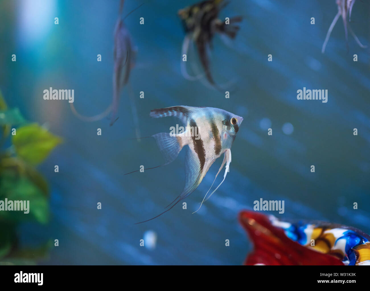 Poissons noir et blanc bleu en arrière-plan d'eau de l'aquarium Banque D'Images