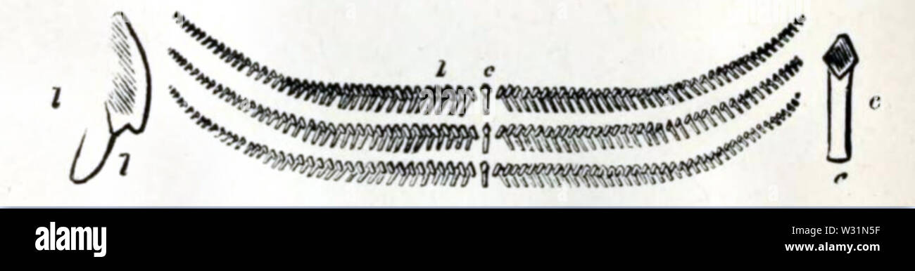 De Radula Siphonaria Banque D'Images