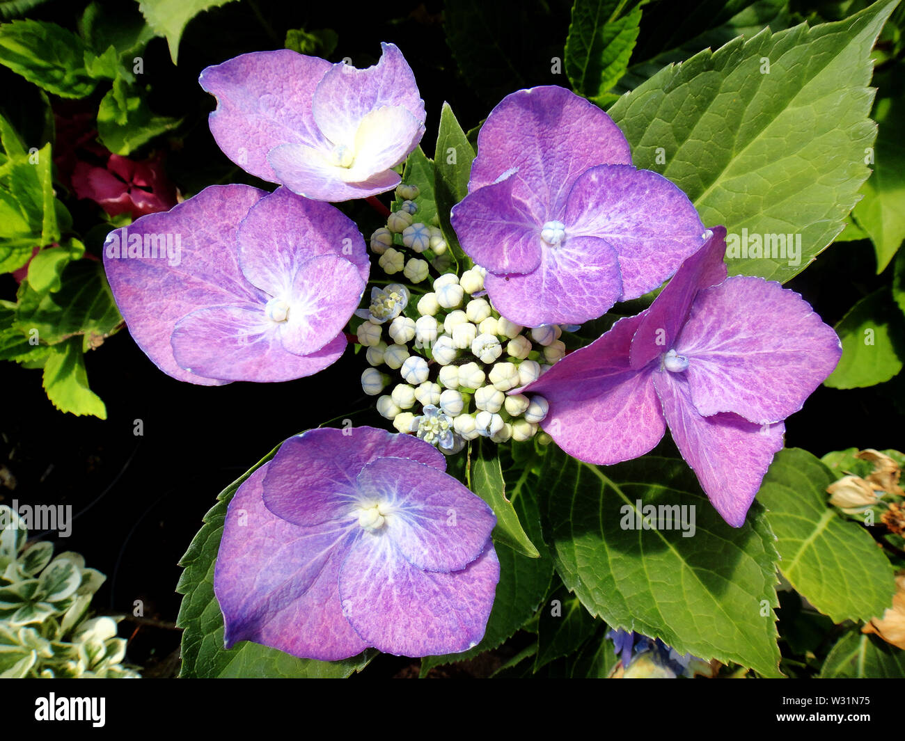 Flower macro fond fine art en haute qualité famille hydrangeaceae Hortensia Banque D'Images