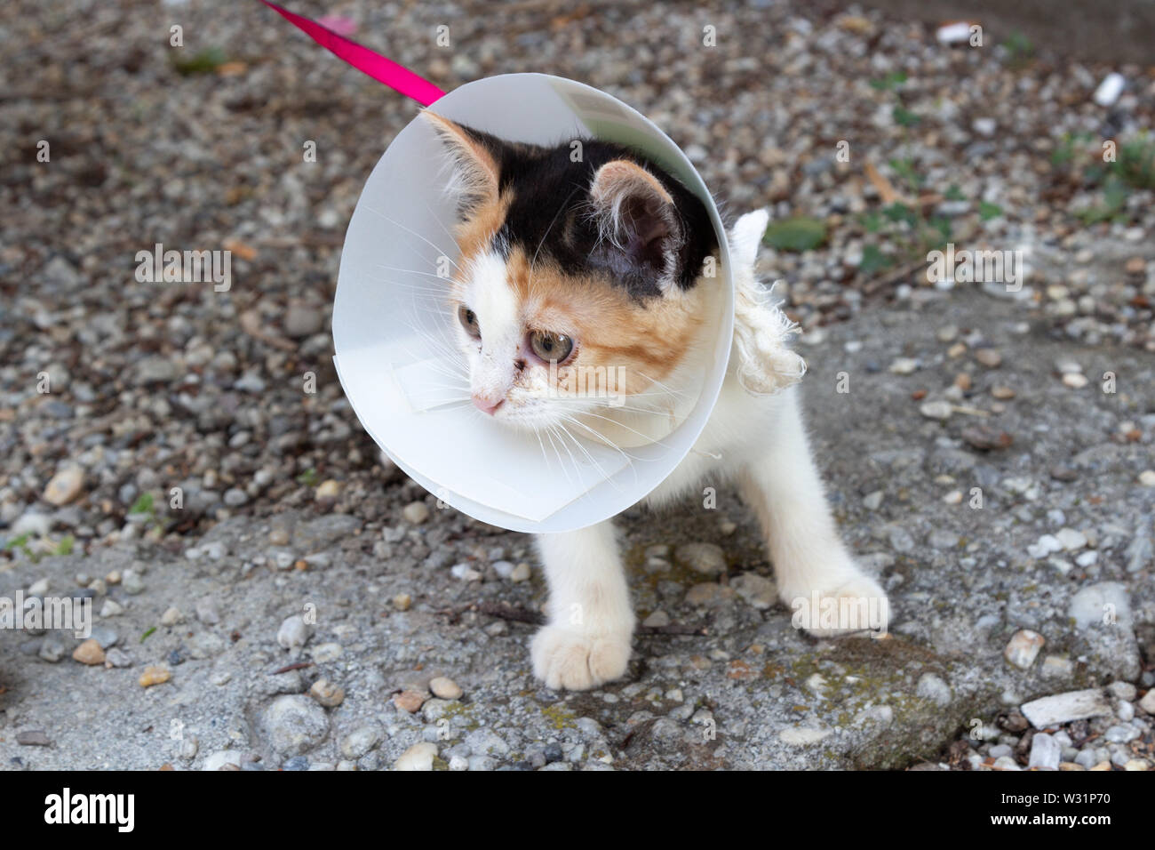 Corneen Banque D Image Et Photos Alamy