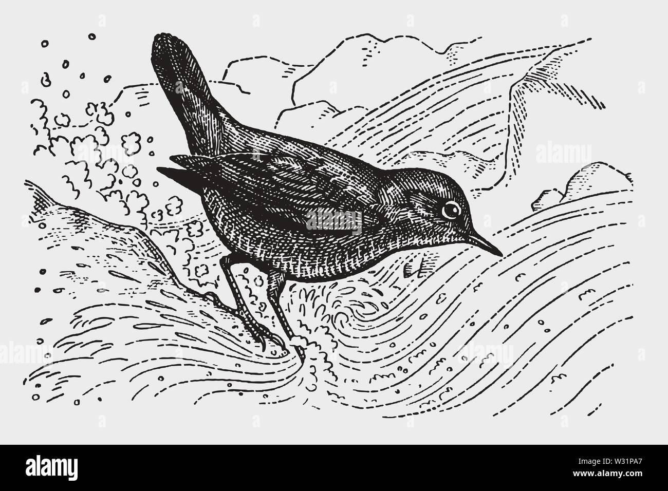 Cincle d'Amérique ou de l'eau (ouzel Cinclus mexicanus) assis dans l'eau courante. Après une gravure d'illustration historique du début du xxe siècle Illustration de Vecteur