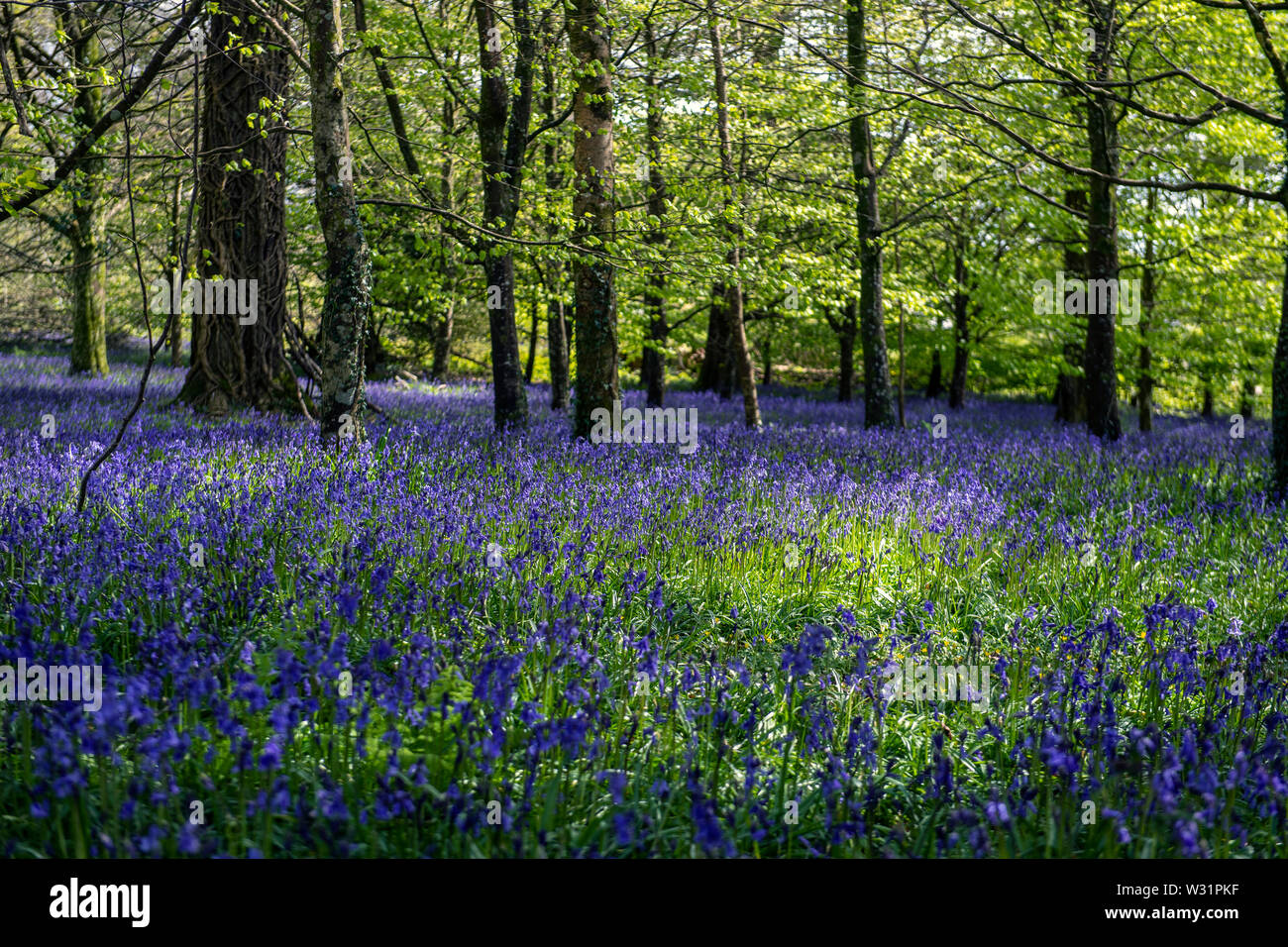 Bluebell woods à Cornwall, England, UK Banque D'Images