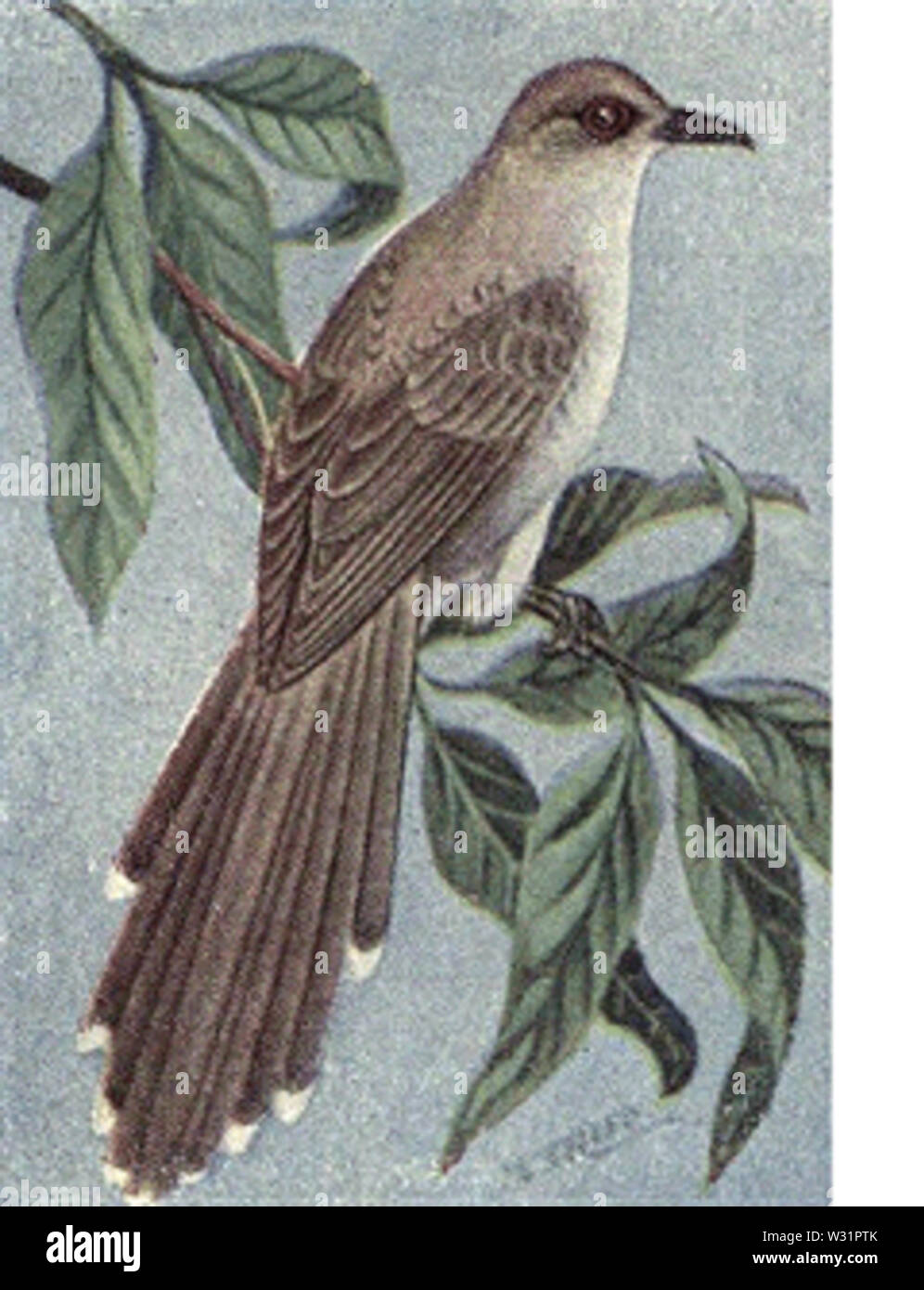 Reed-Black-billed Banque D'Images