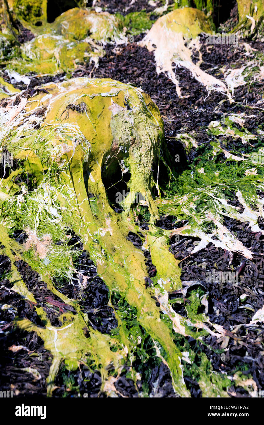 Largs à Weemyss Littoral Baie Banque D'Images