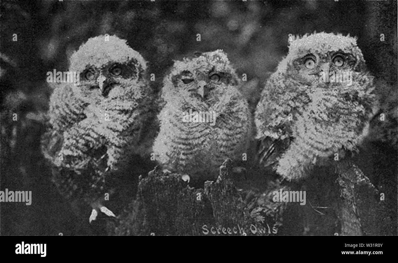 Reed-Petit-duc Banque D'Images