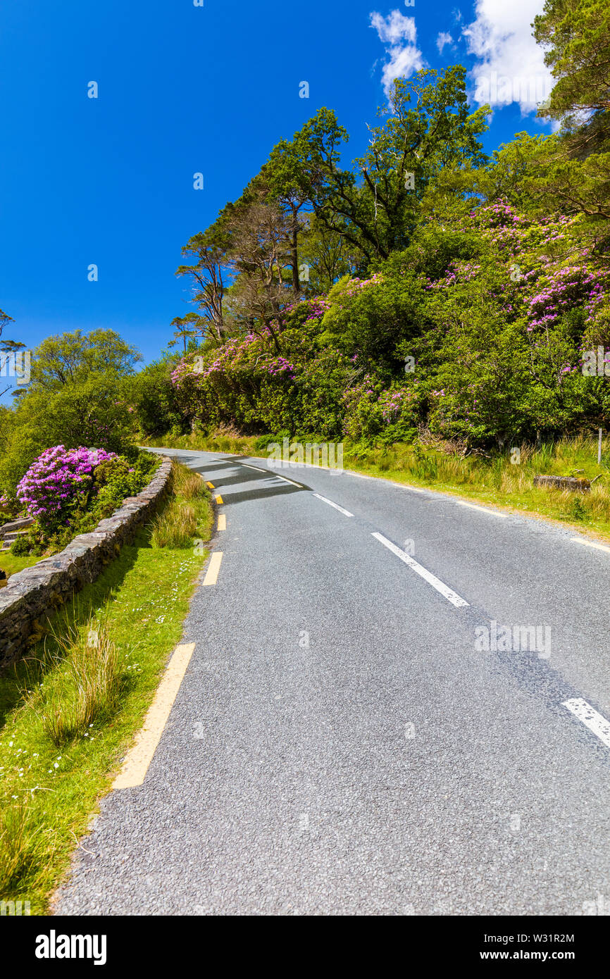 Bien que la route irlandaise de buissons de rhododendrons au printemps dans le comté de Mayo Irlande Banque D'Images