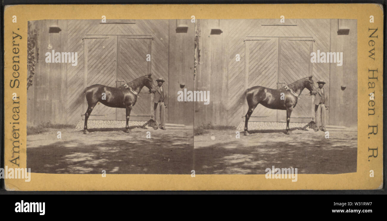 Résidence de Morris Ketchum, Westport, l'homme montrant le cheval Sir Tom en face d'une grange, par Whitney, Beckwith & Paradice Banque D'Images