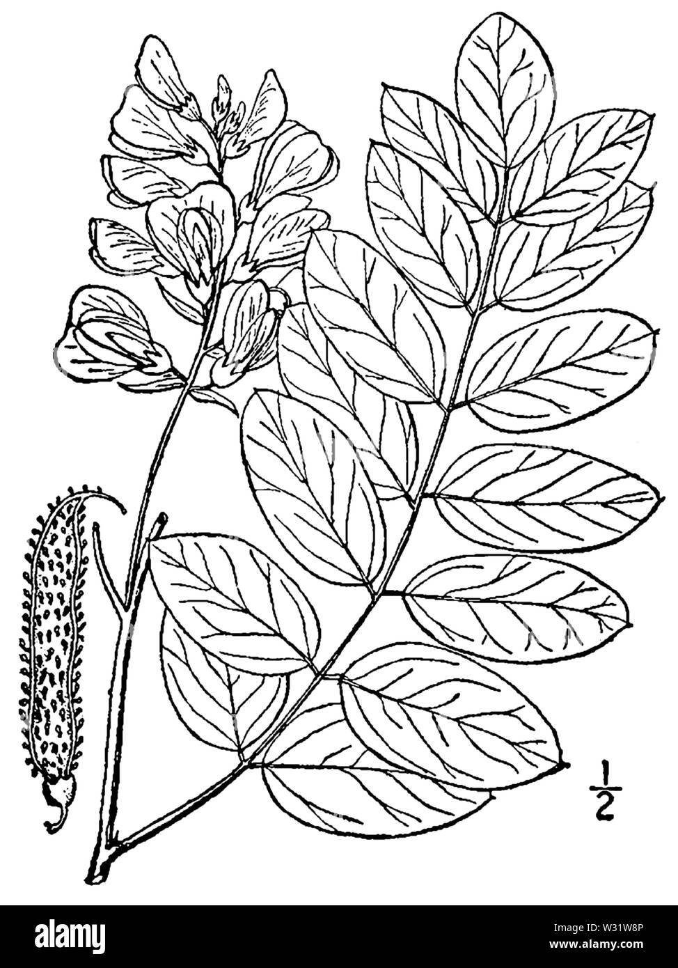 Robinia viscosa BB-1913 Banque D'Images