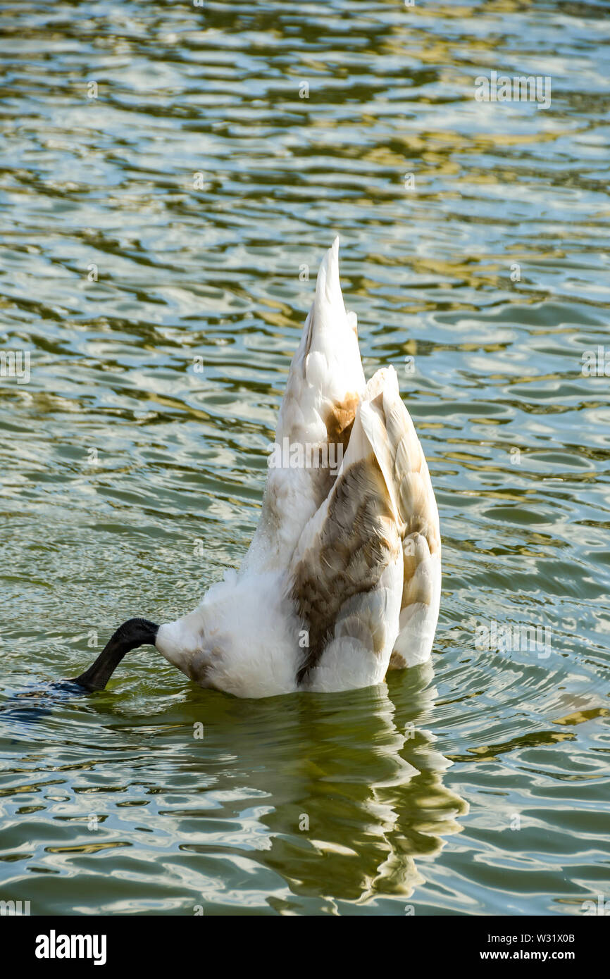 Wild Swan avec sa tête dans l'eau se nourrir le fond de la rivière Banque D'Images