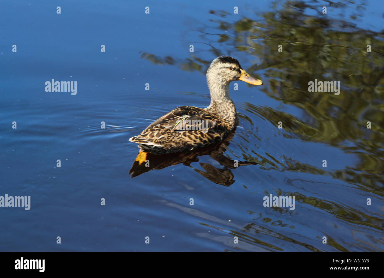 Close up of female Wild duck ou canard colvert (Anas platyrhynchos) dans le lac Banque D'Images
