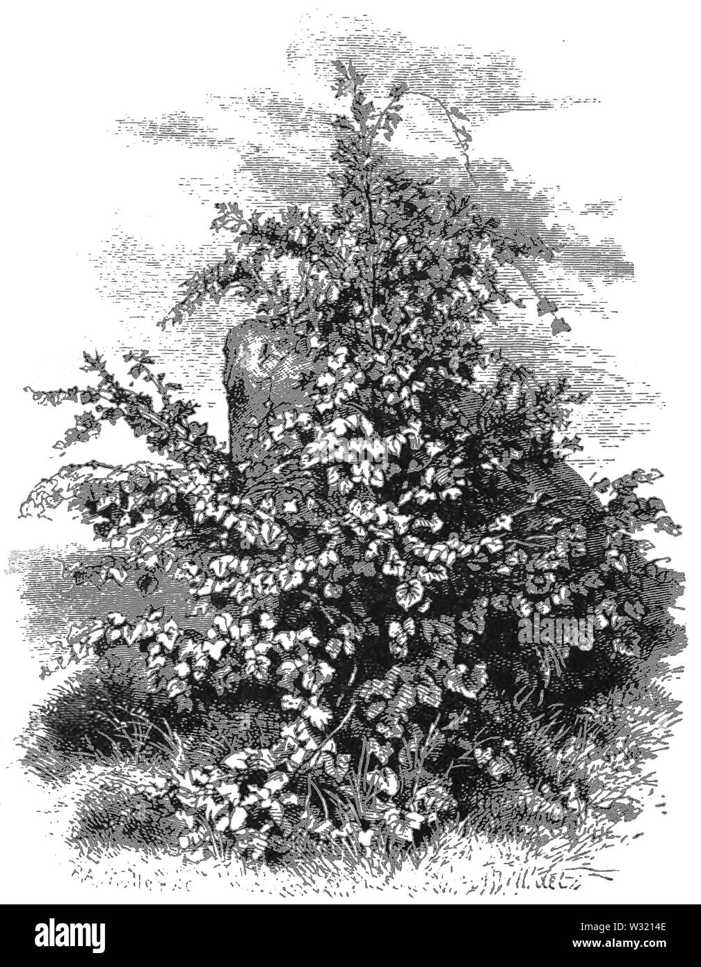 SMO V12 D456 raisins sauvages Banque D'Images